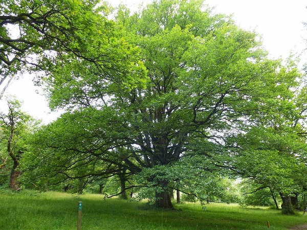 Michael Pantze: Eichenwald (aufgenommen in Bubendorf, BL)