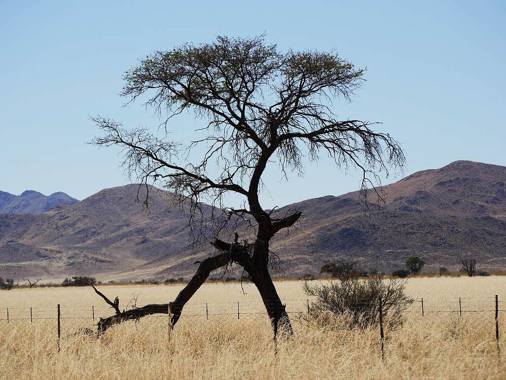 Michael Pantze: Baum in Namibia, abgestorben