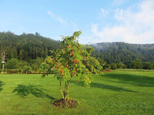 Dietrich Oltersdorf: In einem alten Volkslied heit es "Kein schner'n Baum gibt's als den Vogelbeerbaum..." Die gemeine Eberesche war 1997 der Baum des Jahres. Frwahr eine Augenweide, auf dem Golfplatz in Schopfheim
