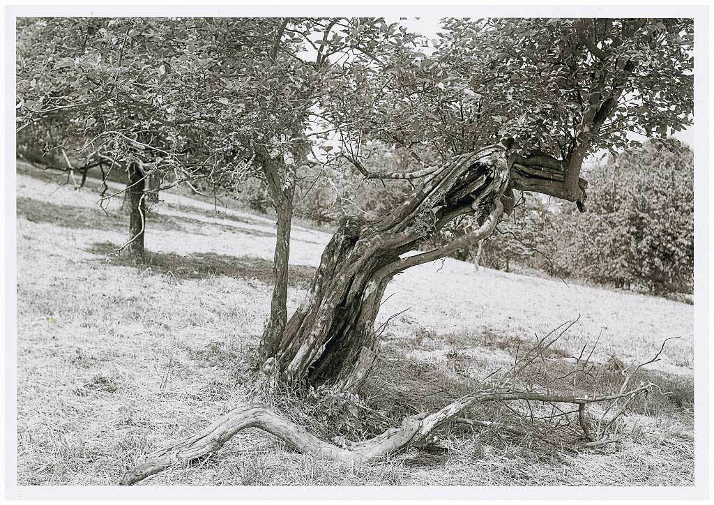 Gerhard Haag: Quittenbaum auf einer Streuobstwiese am Tllinger
