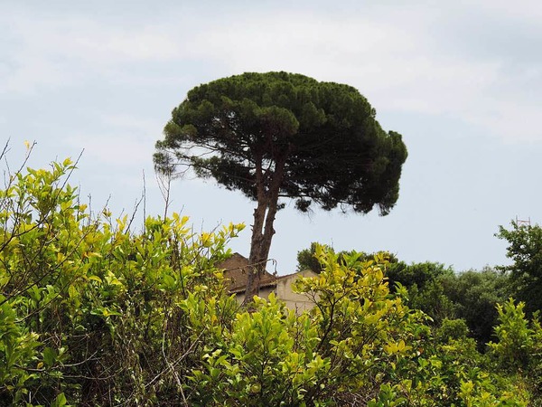 Leo Stchele: In der Landschaft Siziliens