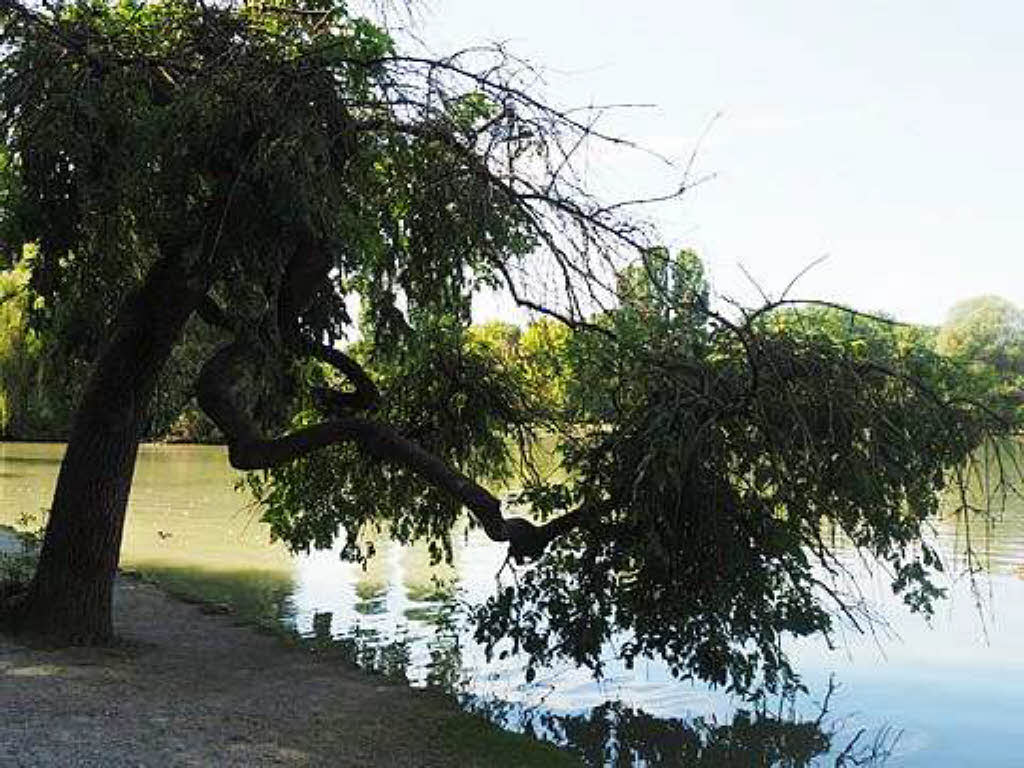 Thomas Wunderle:  Mein Freund, der Baum, am Sonntagnachmittag aufgenommen im englischen Garten  in Mnchen