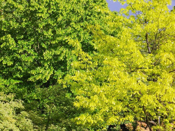 Leo Stchele: Farbenpracht beim Friedhof in tlingen