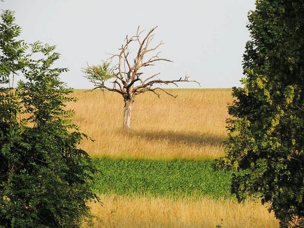 Leo Stchele: Baumsterben