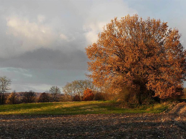 Michael Werner: Wunderbare Baumimpressionen