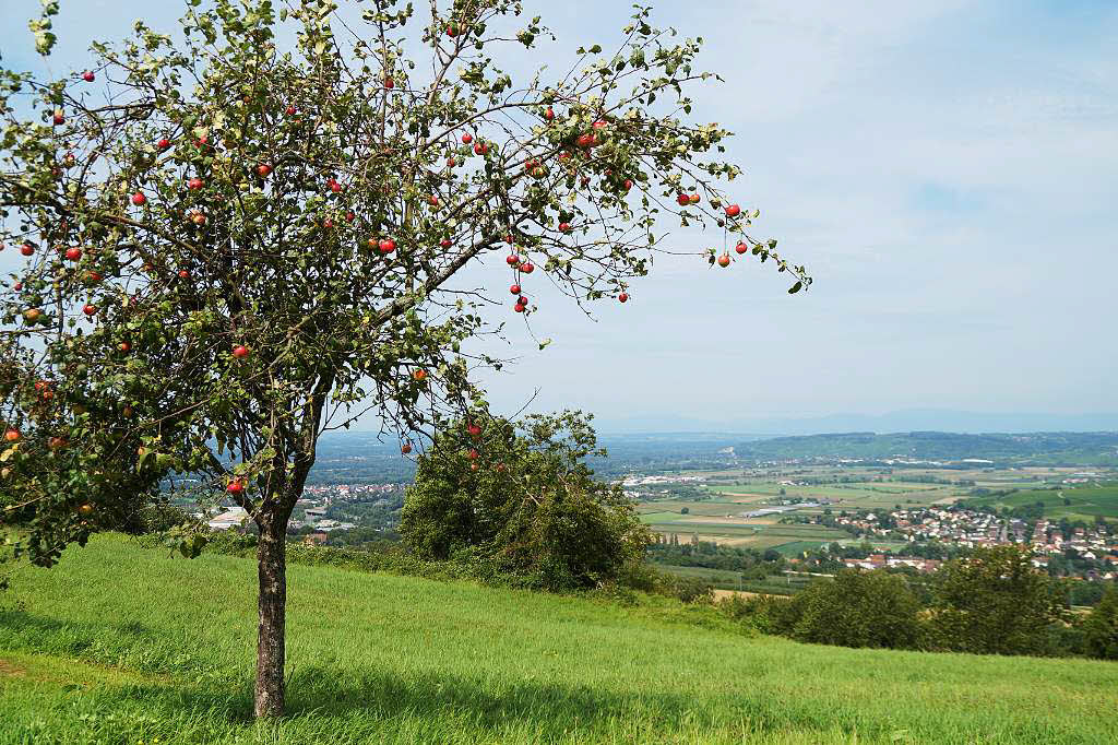 Michael Werner: Schner Apfelbaum auf dem Tllinger mit Blick nach Binzen