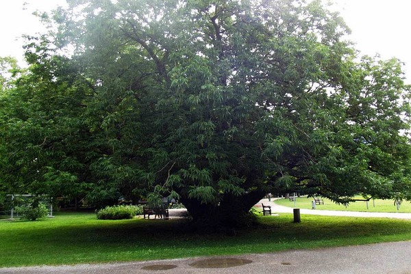Regina Pacha: Flgelnussbaum (Pterocarya fraxinifolia)