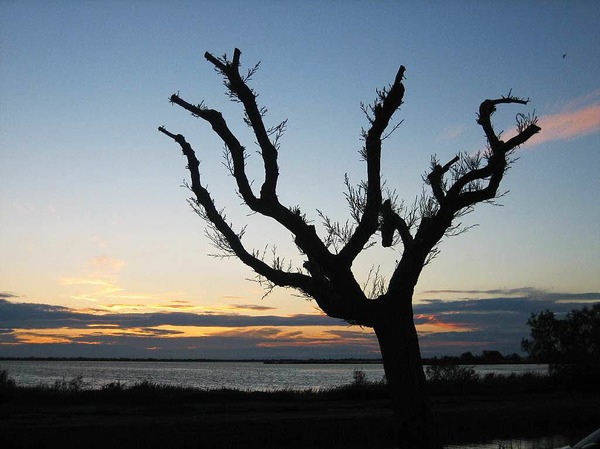 Waltraud Hengst: Baum in der Camargue