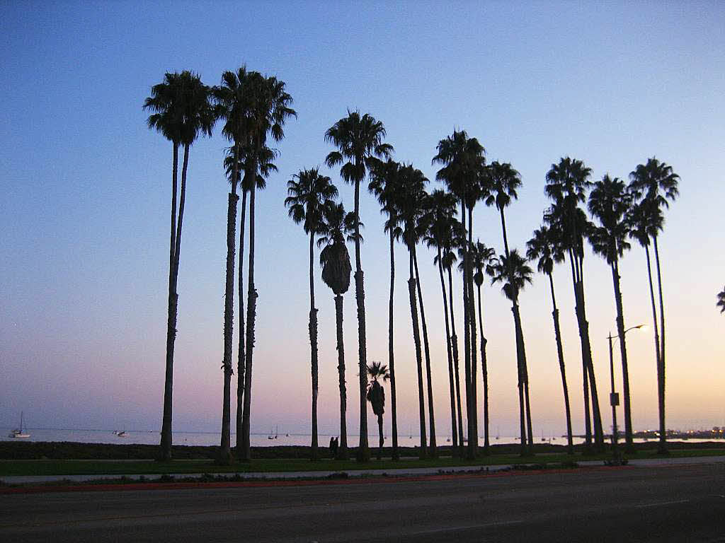 Waltraud Hengst: Palmen in Santa Barbara