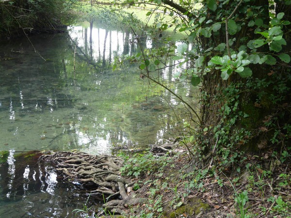 Karl-Heinz Niechoj: Schwarzerle. Erlen lieben das Wasser von Bchen, Auen und  Mooren. Das Wurzelgeflecht liegt oft flach an der Oberflche. Drainage-Bach parallel zum Rhein zwischen Jacht-Hafen und Stauwehr Mrkt