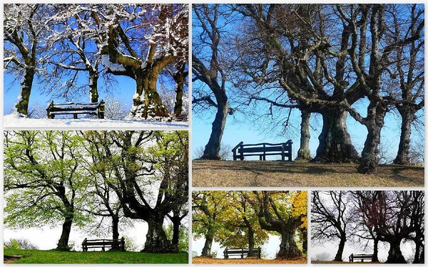 Helga Noor: Mein Freund der Baum ist seit Jahren die alte Linde auf dem Tllinger. Zu jeder Jahreszeit fasziniert sie entweder in schmuckem Grn oder in warmen Herbsttnen, im Winter erfreut sie manchmal mit einem Puderzuckerberguss.