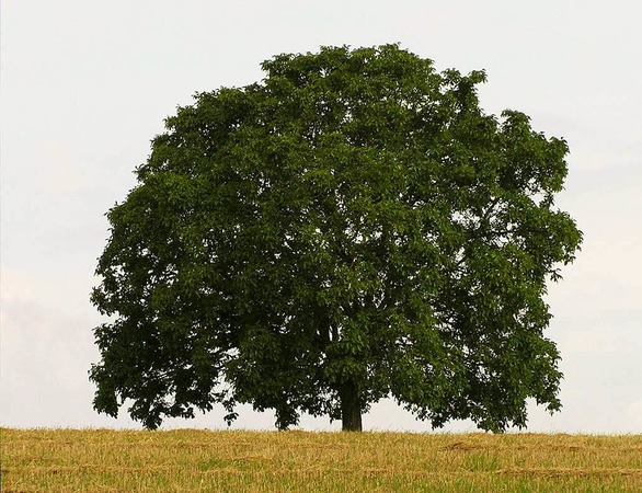 Marita Weier: Walnubaum in den Feldern bei Huttingen, aufgenommen zu vier verschiedenen Jahreszeiten.