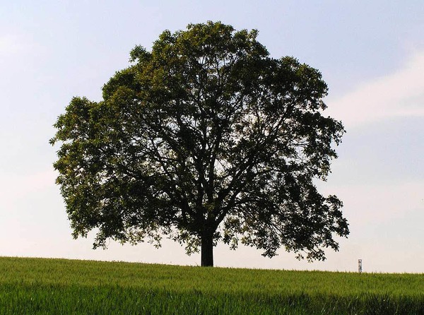 Marita Weier: Walnubaum in den Feldern bei Huttingen, aufgenommen zu vier verschiedenen Jahreszeiten.