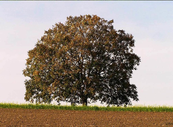 Marita Weier: Walnubaum in den Feldern bei Huttingen, aufgenommen zu vier verschiedenen Jahreszeiten.