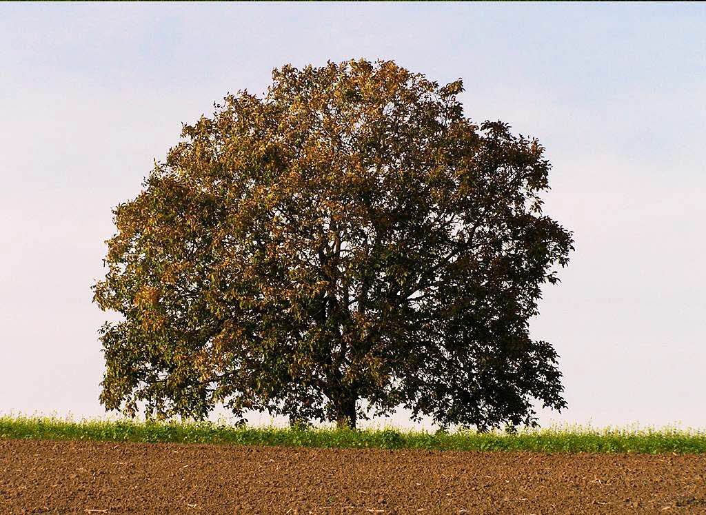 Marita Weier: Walnubaum in den Feldern bei Huttingen, aufgenommen zu vier verschiedenen Jahreszeiten.