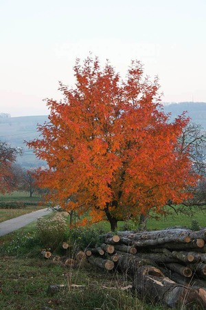 Marion Numrich: Ein Speierling - ein sehr selten gewordener Baum. Fotografiert im Herbst. Er hat eine sehr schne Rotfrbung. Dieser Baum ist fr mich etwas ganz Besonderes. Das Foto entstand zwischen der Htte am Hinkelstein und Binzen