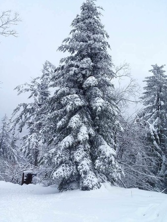 Gerda Siewert: Tanne, aufgenommen im Winter auf dem Blauen