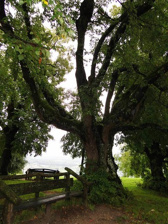 Werner Rausch: Alte Linde auf dem Tllinger