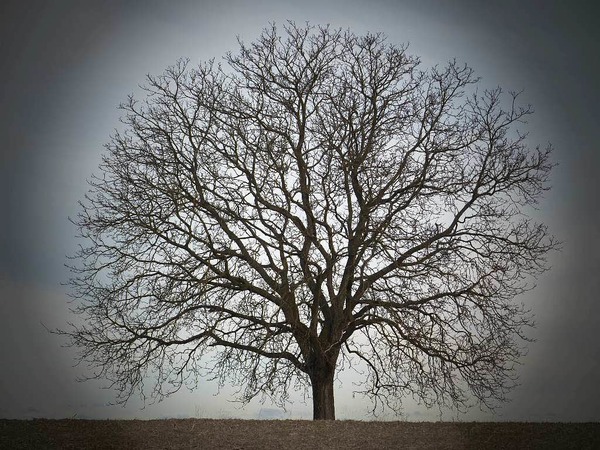 Barbara  Rabus: Nubaum  in der Umgebung von Istein
