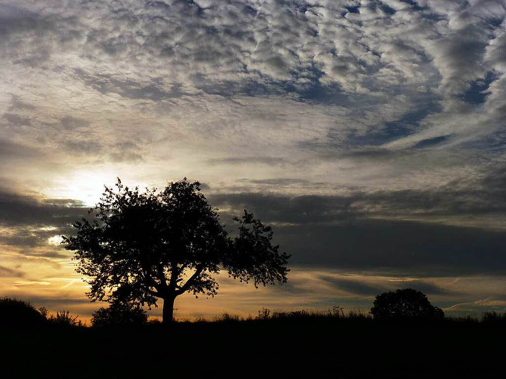 Barbara  Rabus: Baum im Morgenlicht in der Umgebung von Istein