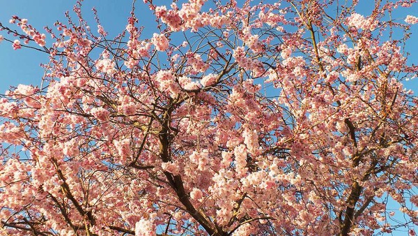 Gerd Mutter: Japanische Kirsche im Garten