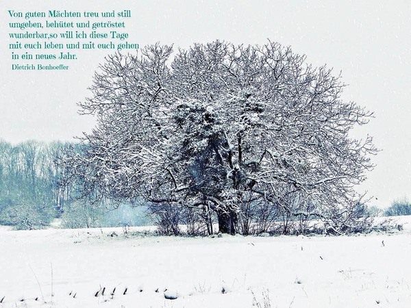 Miriam Brossok: Verschneiter Baum, abgebildet auf einer Weihnachtskarte