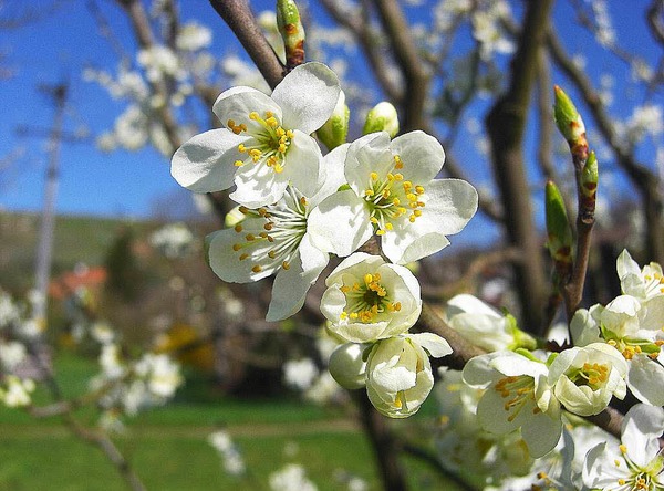 Lena Schmid: Obstbaum mit Blten, das Bild wurde am Hodbach in Istein aufgenommen.