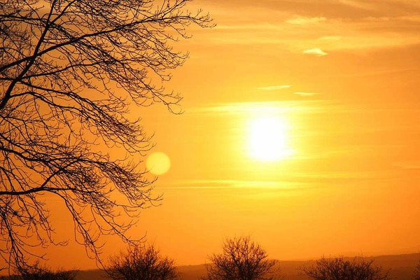 Miriam Brossok: Baum in der Abendsonne am Tllinger