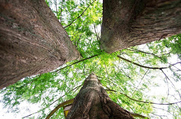 Nils Diesslin: Ein Baum, drei Richtungen
