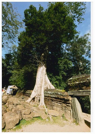 Bernhard Hauck: Alter Baum in Kambodscha