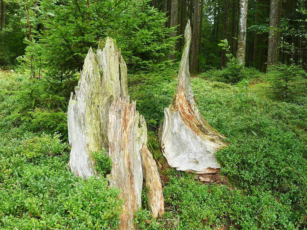 Hans-Hermann Baetcke: "Baumdenkmal" ist eine ganz aktuelle Aufnahme aus St. Mrgen/ St. Peter, die fr mein Empfinden eine knstlerische Dimension zeigt, in dem der Baum sein eigenes Denkmal wird.