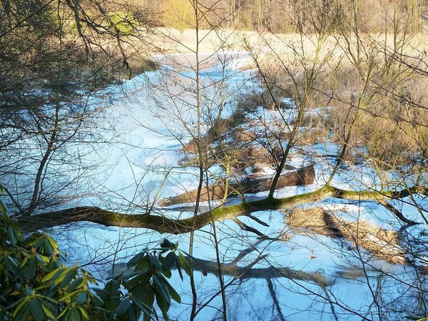 Hans-Hermann Baetcke: Das Bild stammt aus meiner Heimat stlich von Hamburg, wo dieser umgestrzte Baum so liegen bleibt, wie er gefallen ist, weil in dem Naturschutzgebiet ein Eingreifen  nicht vorgesehen ist.
