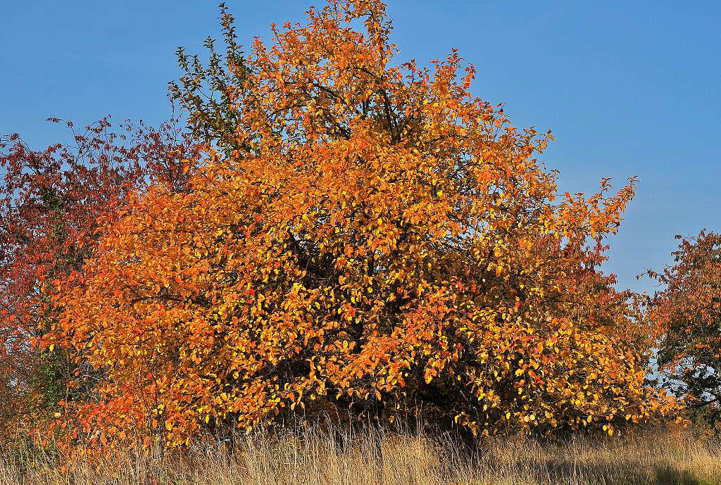 Jrg Reinert:  Zwetschgenbaum in vollem Herbstlaub am Tllinger Weg, oberhalb von Haltingen.