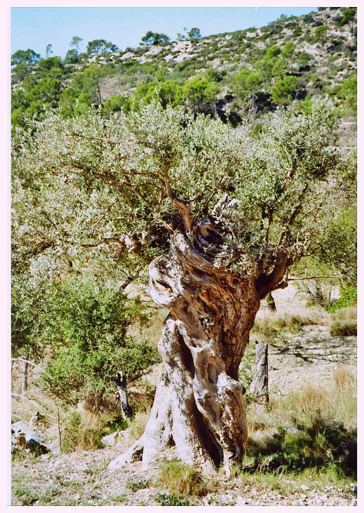 Hilde Schmieder: Meine Favoriten Olivenbume, aufgenommen analog in Mallorca bei einem Wander- und Badeurlaub 2013. Diese Exoten gibt es natrlich nur in sdlichen Lndern.