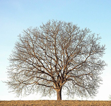 Jrg Reinert: Nubaum in Huttingen