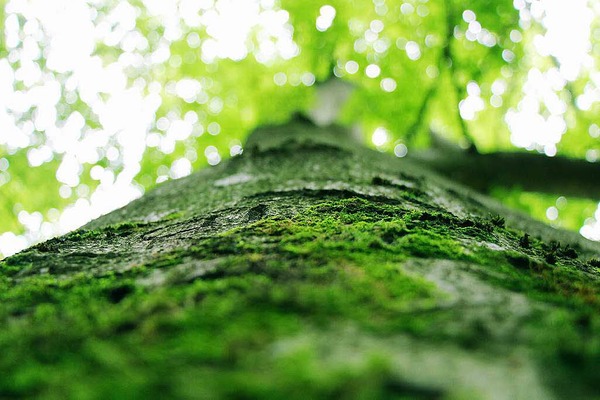 Jana Itzin: Man sieht auf diesem Bild einen mit Moos bewachsenen Baum