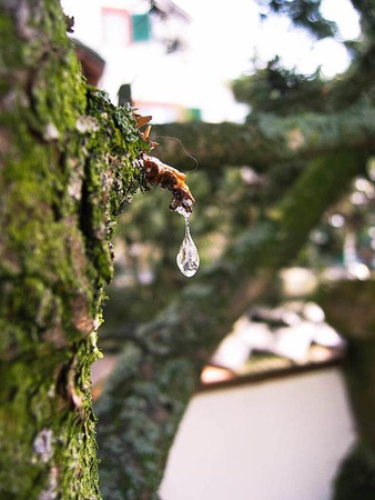 Jana Itzin: Hier sieht man einen weinenden Baum.
