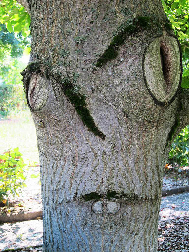 Hanspeter Grab: Das freundliche Gesicht habe ich 2012 an einem Nussbaum in Eimeldingen entdeckt. 2013 habe ich die Aufnahme gemacht, in diesem Jahr  habe ich festgestellt, dass das "Gesicht" immer noch da ist.