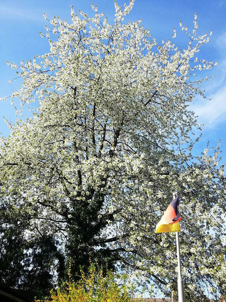 Herbert Gies: Baum in Bltenpracht