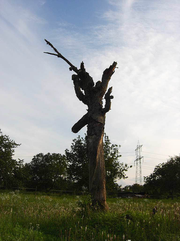 Bernd Schmid: Der Baum wurde in Istein auf dem "Stellichopf" aufgenommen
