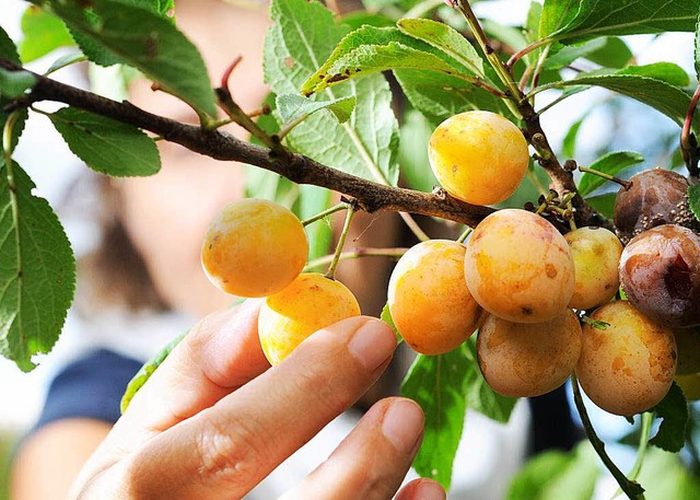 Landwirte klagen immer mehr ber Wande...srand Obst und Gemse mitgehen lassen.  | Foto: dpa