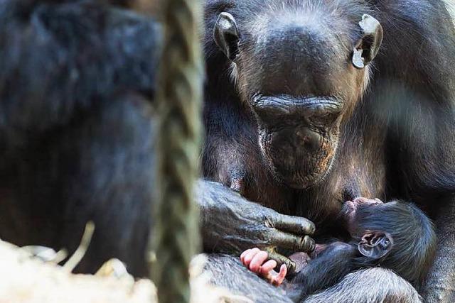 Schimpansen-Baby im Basler Zoo geboren