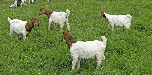 Vierlinge sind bei Ziegen selten und s...enfestes in Gersbach eine Attraktion.   | Foto: Rolf Strohm