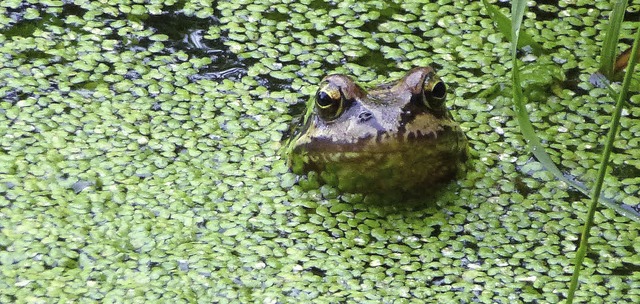   | Foto: Heidrun Brichta