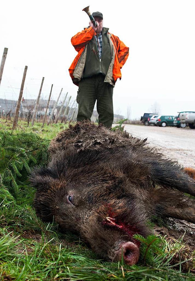 Wildschweine zhlen in der Region zu den am  hufigsten geschossenen Wildtieren.  | Foto: dpa