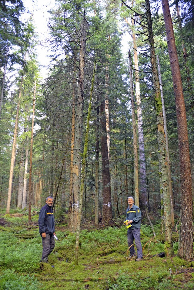 Eine Bannwald-Insel im Staatswald bei ...dbert Zapf (rechts) und Rainer Epple.   | Foto: jul