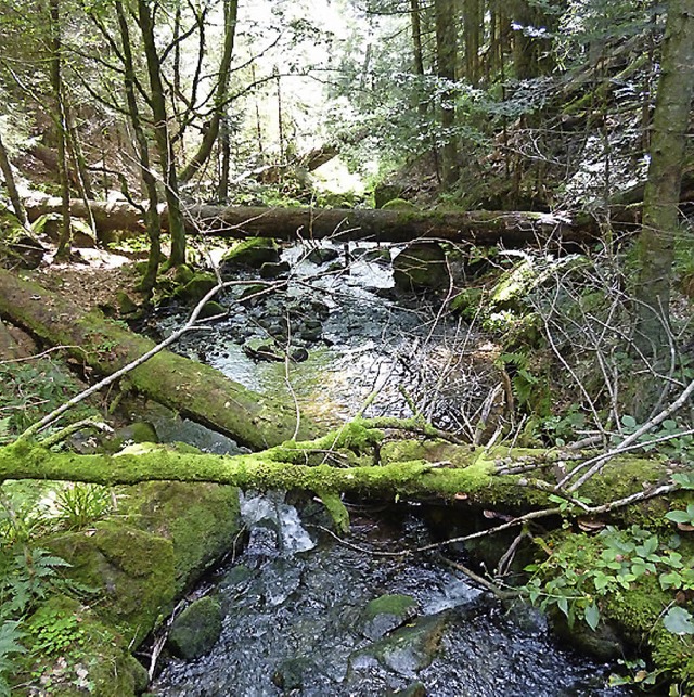 Unberhrte Natur im wahrsten Sinne: Der Bannwald in der Windbergschlucht.   | Foto: Thomas Mutter