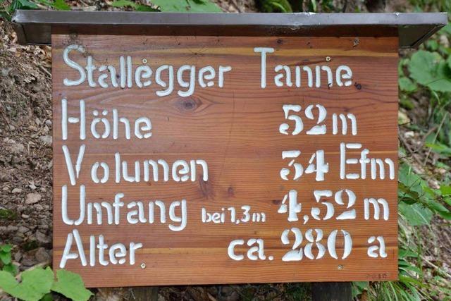 Sturmbe stutzt Stallegger Tanne – Baumriese ist nun um 20 Meter krzer