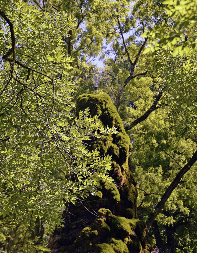 Baumriesen prgen den Park des Zentrums fr Psychiatrie.   | Foto: Hans-Jrgen Trul