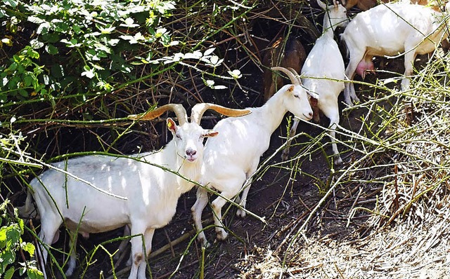 Ziegen nehmen bei Oberrotweil auf eine...ihre Arbeit als Landschafspfleger auf.  | Foto: privat